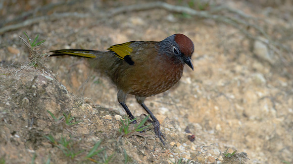 Chestnut-crowned Laughingthrush (Garrulax erythrocephalus)
