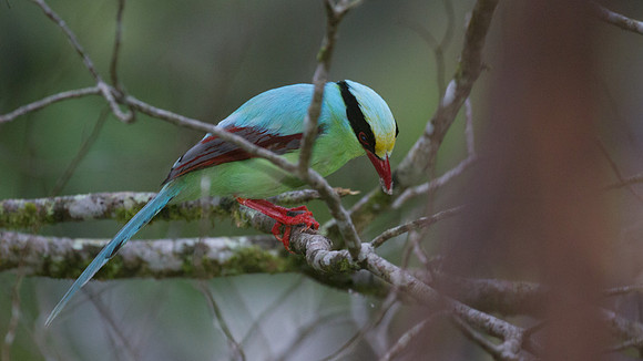 Green Magpie (Cissa chinensis)