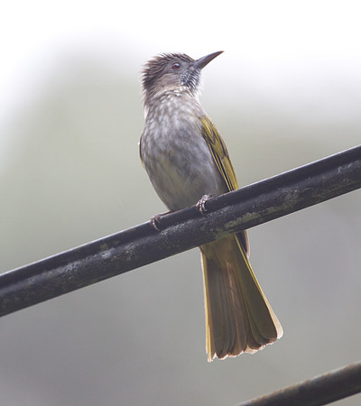 Mountain Bulbul (Ixos mcclellandii)