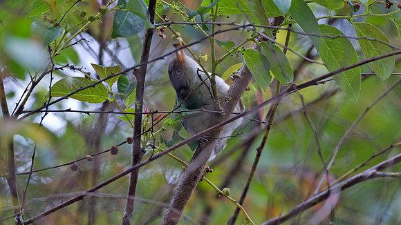 Blue-winged Minla/Siva (Siva cyanouroptera)
