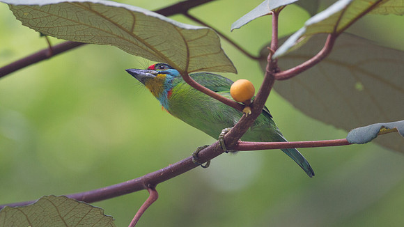 Black-browed Barbet (Megalaima oorti)