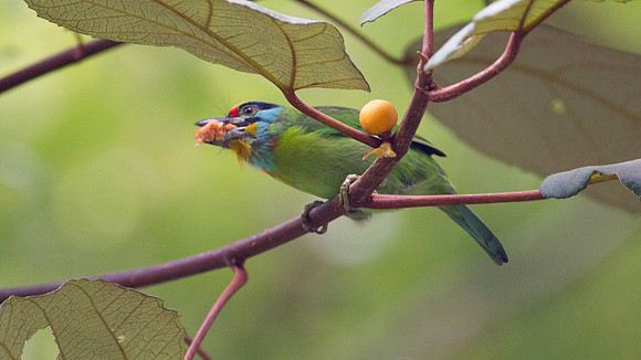 Black-browed Barbet (Megalaima oorti)