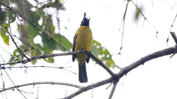 Black-crested Bulbul (Pycnonotus melanicterus)