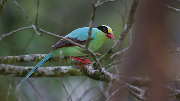 Green Magpie (Cissa chinensis)