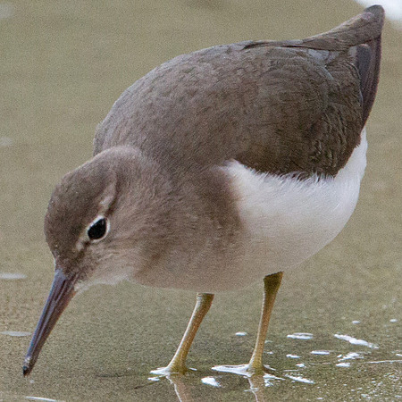 Spotted Sandpiper (Actitis macularius)