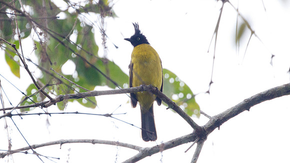 Black-crested Bulbul (Pycnonotus melanicterus)