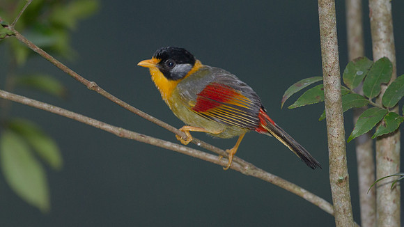 Silver-eared Mesia (Leiothrix argentauris)