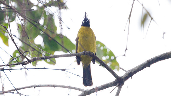 Black-crested Bulbul (Pycnonotus melanicterus)