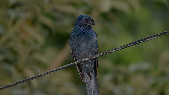 Bronzed Drongo (Dicrurus aeneus)