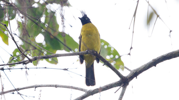 Black-crested Bulbul (Pycnonotus melanicterus)