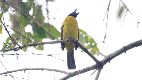 Black-crested Bulbul (Pycnonotus melanicterus)