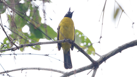 Black-crested Bulbul (Pycnonotus melanicterus)