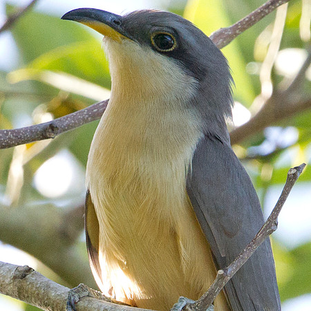 Mangrove Cuckoo (Coccyzus minor)