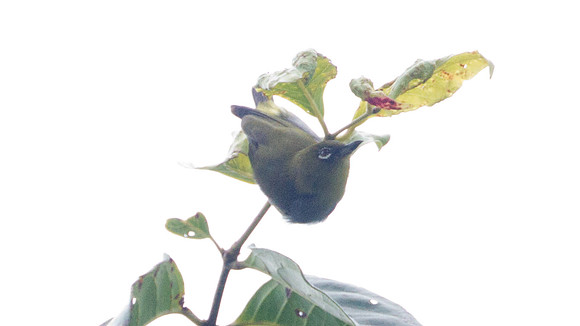 Everett's White-eye (Zosterops everetti) i