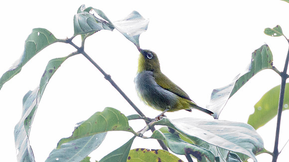 Everett's White-eye (Zosterops everetti)