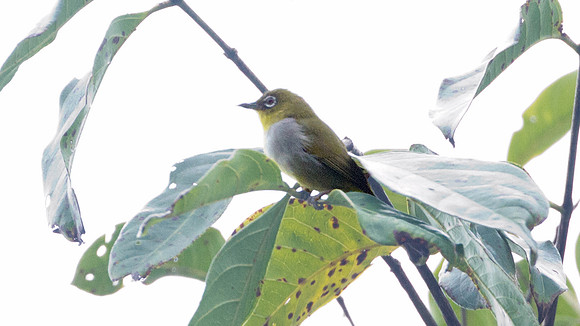 Everett's White-eye (Zosterops everetti)