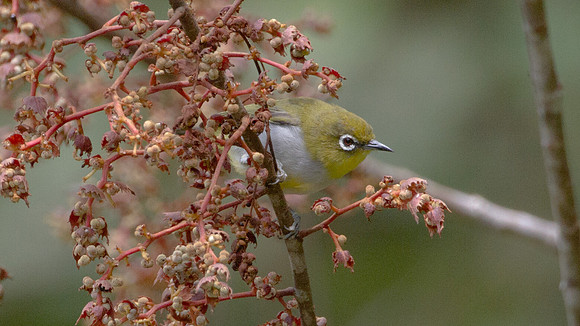 Everett's White-eye (Zosterops everetti)