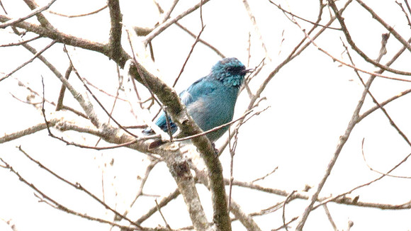 Verditer Flycatcher (Eumyias thalassina) male