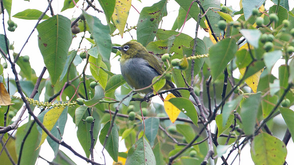 Everett's White-eye (Zosterops everetti)