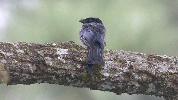 Lesser Racquet-tailed Drongo (Dicrurus remifer)