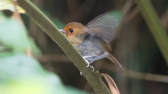 Rufous-browed Flycatcher (Ficedula solitaris)
