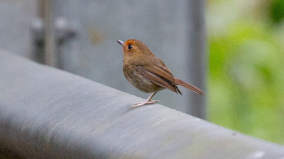 Rufous-browed Flycatcher (Ficedula solitaris)