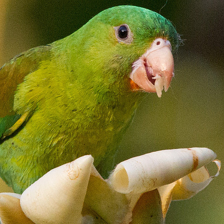 Orange-chinned Parakeet (Brotogeris jugularis)