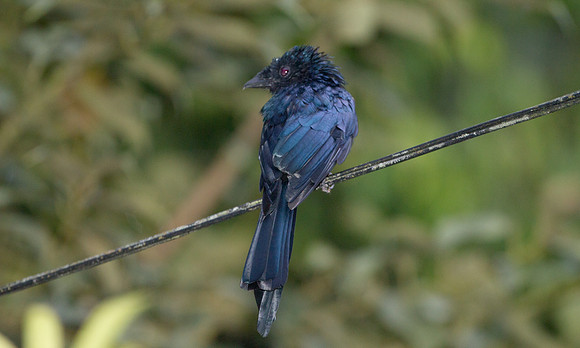Lesser Racquet-tailed Drongo (Dicrurus remifer)