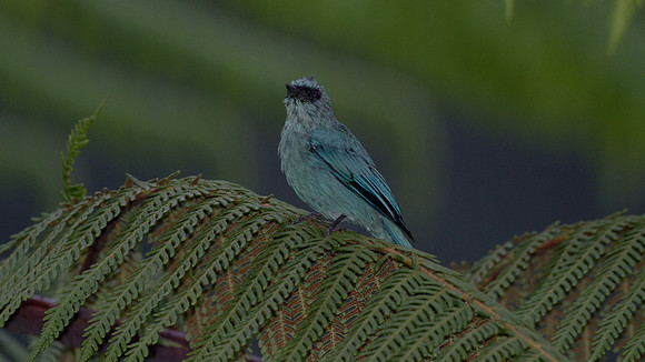 Verditer Flycatcher (Eumyias thalassina) male