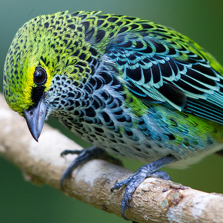 Speckled Tanager (Tangara guttata)
