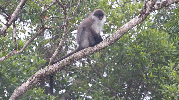 Banded Leaf Monkey (Presbytis femoralis)