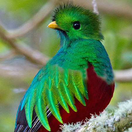Resplendent Quetzal (Pharomachrus mocinno) Male