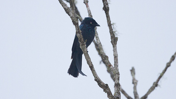 Bronzed Drongo (Dicrurus aeneus)