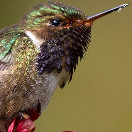 Volcano Hummingbird (Selasphorus flammula) Male