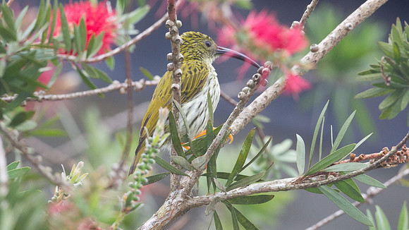 Streaked Spiderhunter (Arachnothera magna)