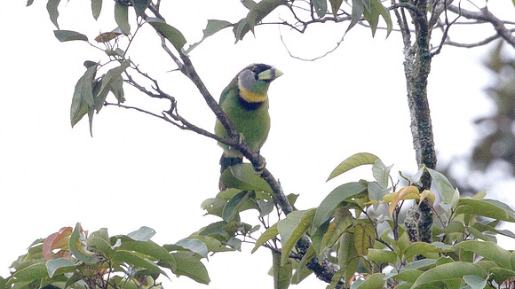 Fire-tufted Barbet (Psilopogon pyrolophus)