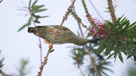 Streaked Spiderhunter (Arachnothera magna)