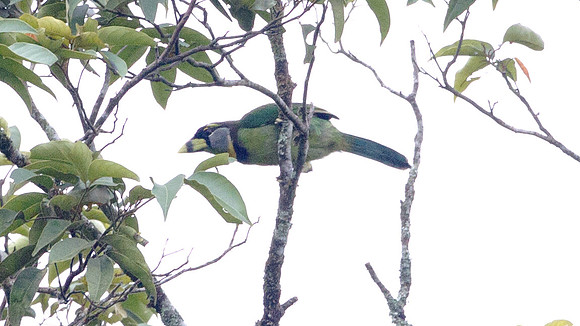 Fire-tufted Barbet (Psilopogon pyrolophus)
