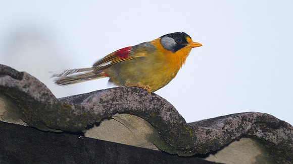 Silver-eared Mesia (Leiothrix argentauris)