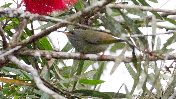 Black-throated Sunbird (Aethopyga saturata) Female
