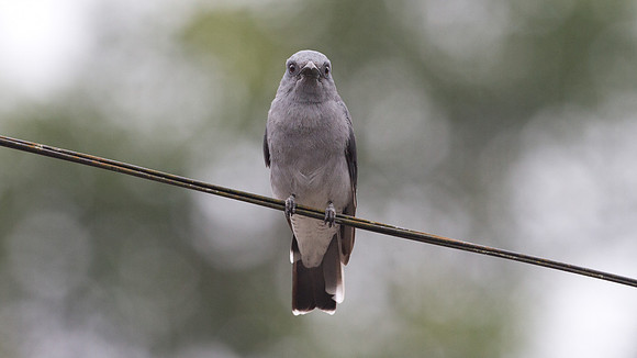 Javan Cuckooshrike (Coracina javensis)