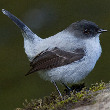 Torrent Tyrannulet (Serpophaga cinerea)