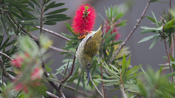 Streaked Spiderhunter (Arachnothera magna)