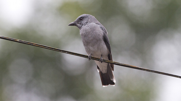 Javan Cuckooshrike (Coracina javensis)