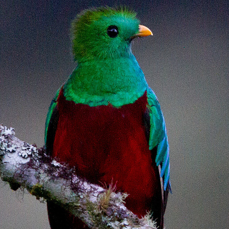 Resplendent Quetzal (Pharomachrus mocinno) Male