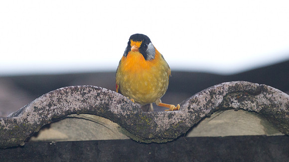 Silver-eared Mesia (Leiothrix argentauris)