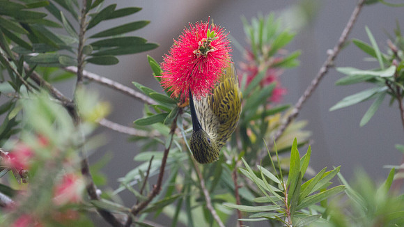 Streaked Spiderhunter (Arachnothera magna)