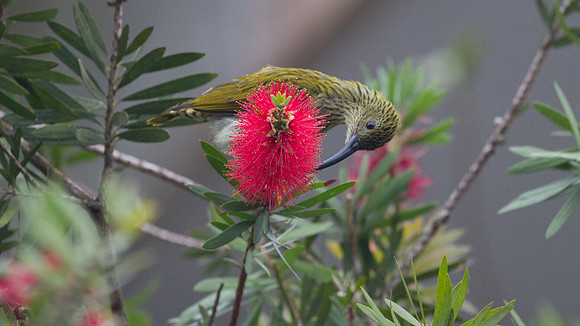 Streaked Spiderhunter (Arachnothera magna)