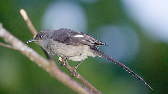 Long-tailed Sibia (Heterophasia picaoides)