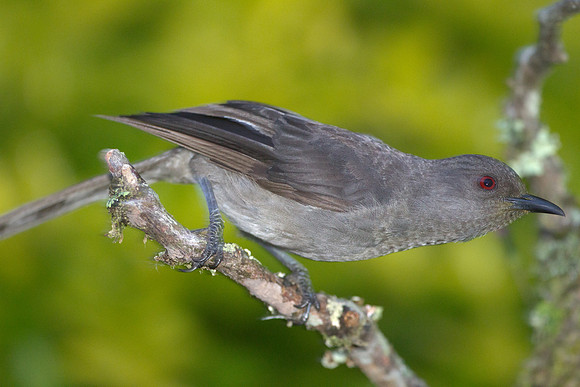 Long-tailed Sibia (Heterophasia picaoides)